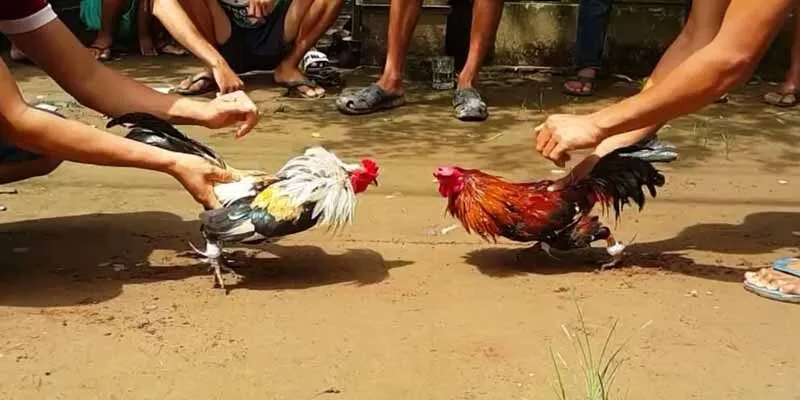 Đá gà Campuchia Daga - Trận đấu thú vị giữa truyền thống và hiện đại